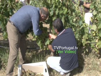 Vindimas das Vinhas de Cascais, Vinha da Bela Vista, Carcavelos, Carlos Carreiras, Nuno Alves, Cascais tv, Portugal, Televisão