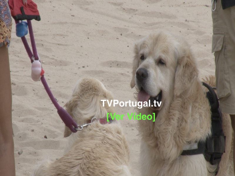 Oeiras já tem Praia "Pet Friendly" | Oeiras 2020, Isaltino Morais, Televisão, Portugal, Oeiras, Reportagem, Praia de Paço de Arcos, Praia dos Pescadores